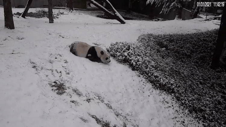 Giant Panda Rolls Around in Snow