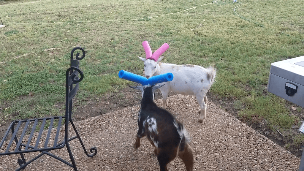 Goat Pool Noodle Battle