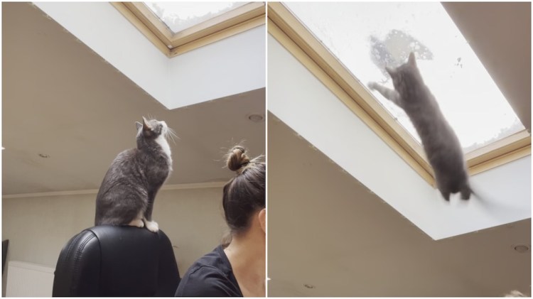 Indoor Cat Outdoor Pigeon Skylight