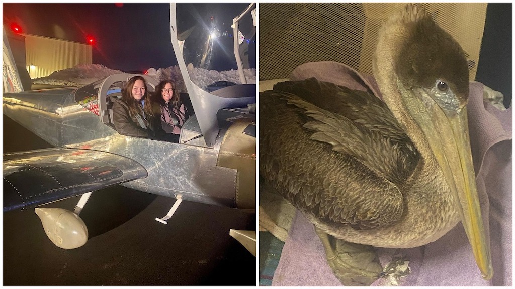 Mother Daughter Team Fly Wayward Pelican to Florida