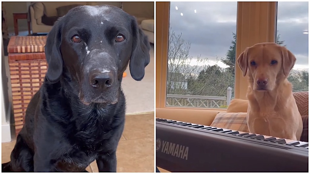 Dogs Olive and Mabel Attempt New Hobbies During Their Spare Time in