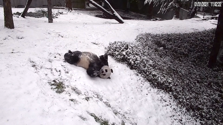 Pandas Playing in Snow