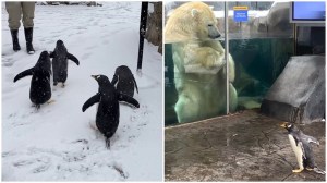 Penguins Visit Polar Bears