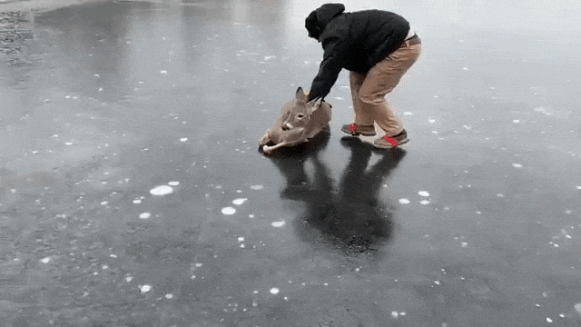 Sliding Stranded Deer Across Ice