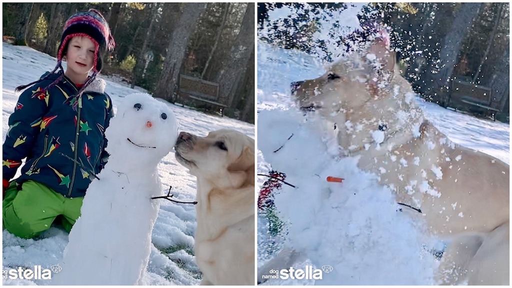 Stella-the-Yellow-Lab-Snowmen.jpeg