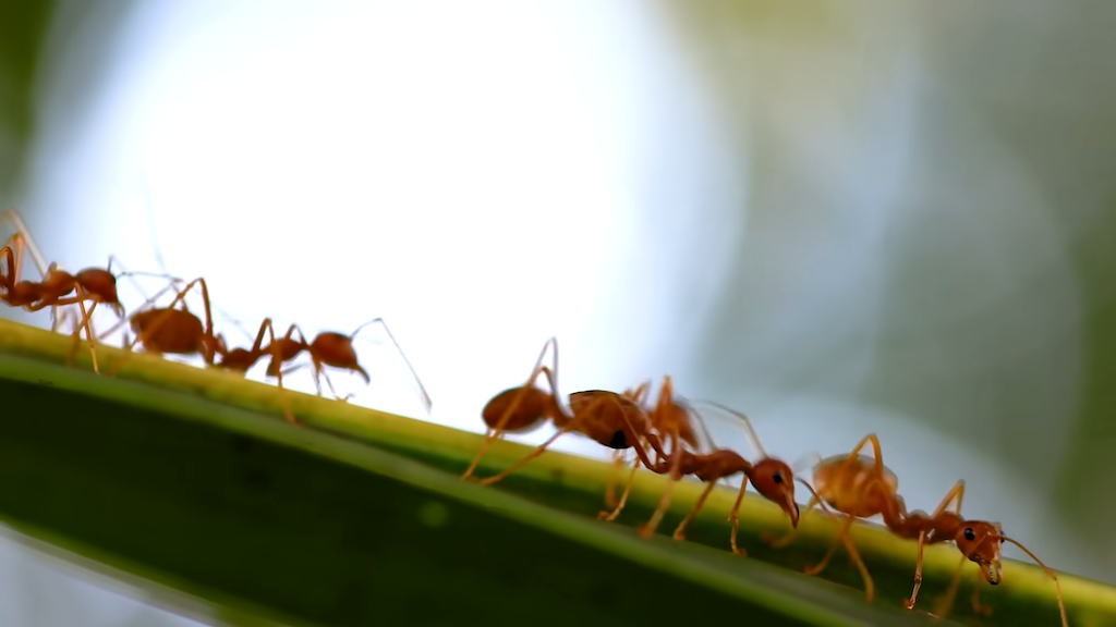 The Biology Behind the Social Structure of Ant Colonies