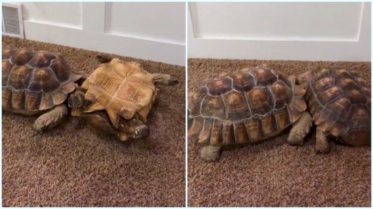 Tortoise Flipped