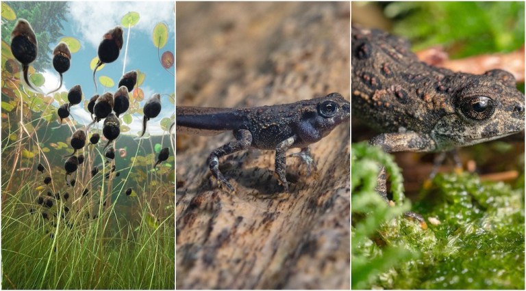 Western Toad Tadpole