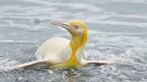 Yellow Feathered Penguin