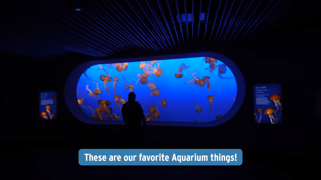 Aquarium Things Monterey Bay Aquarium