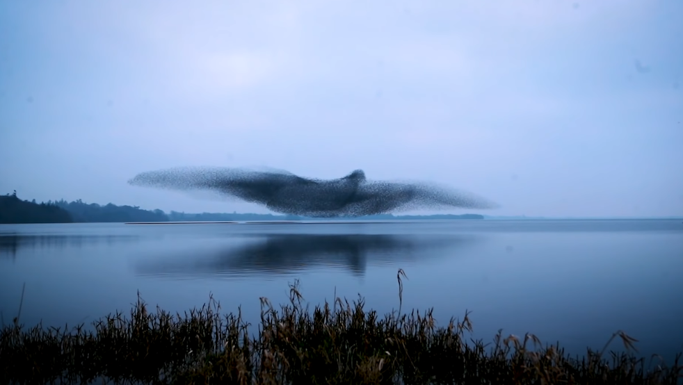 Bird-Shaped-Starling-Murmuration.png