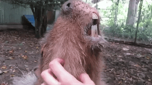 Capybara Neck Scratch
