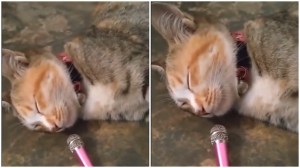 Cat Snores into Microphone
