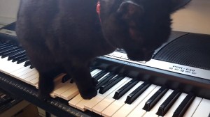 Cat on Synthesizer Keys Horror Soundtrack
