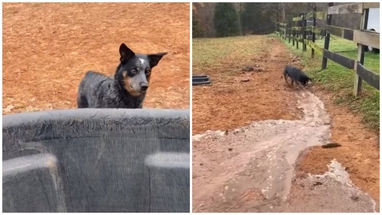 Dog Digs Trench for Spilled Water