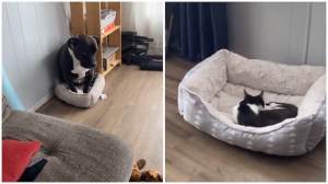 Dog Squeezes Into Cat Bed