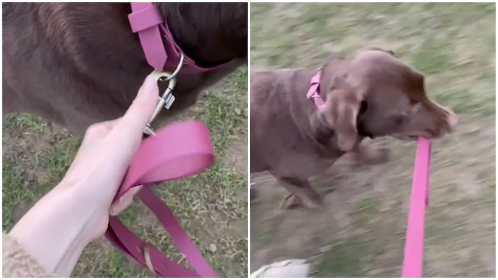 Dog Takes Human for Walk