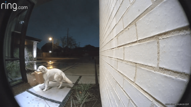 Four Legged Porch Pirate