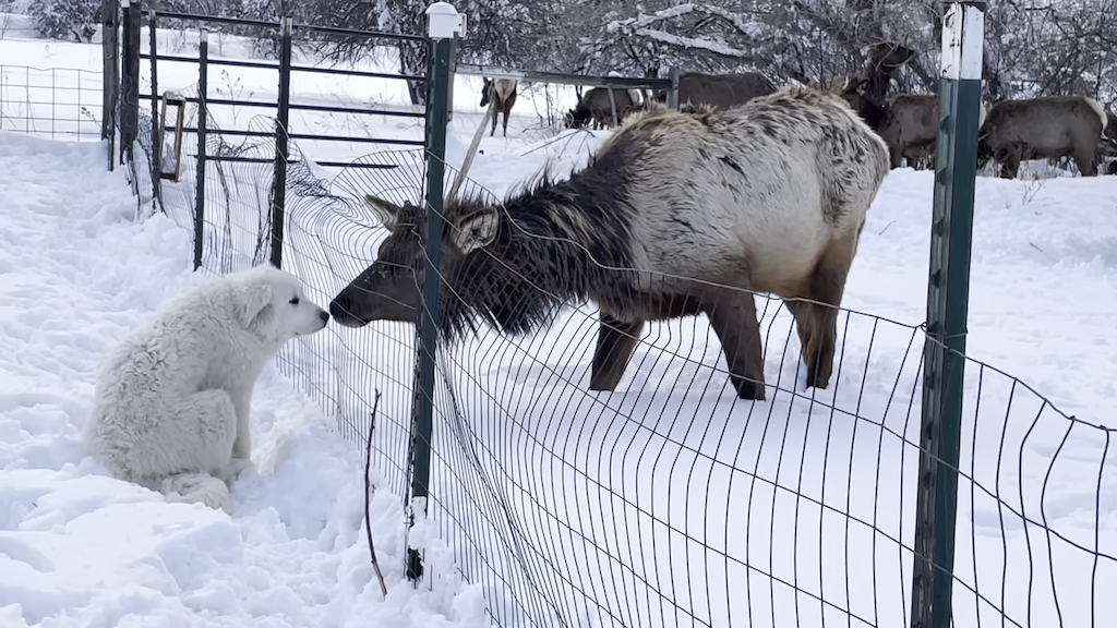 Great-Pyrenees-Puppy-and-Elk-Exchange.pn