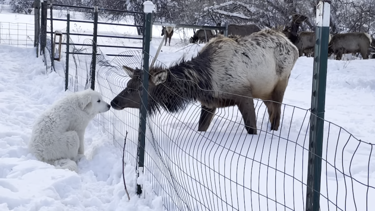 Great Pyrenees Puppy and Elk Exchange