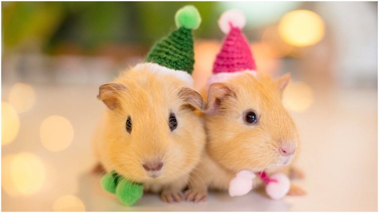 Hamster Hats