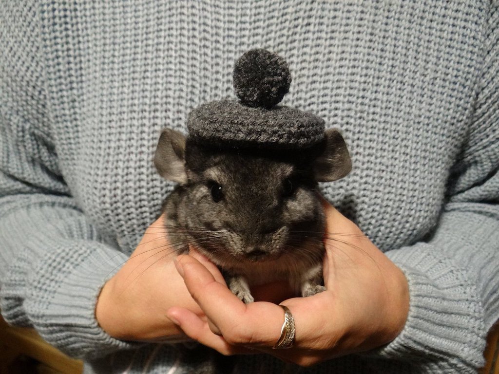 Hat for Guinea Pig