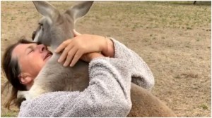 Hugging Kangaroo