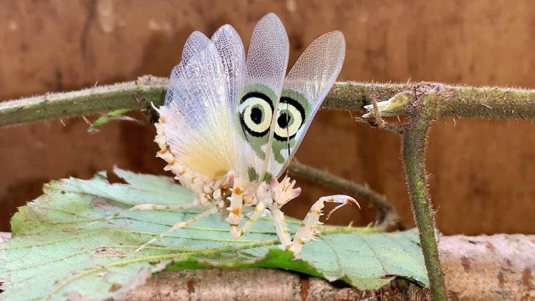 Male Target Mantis Defensive Dance