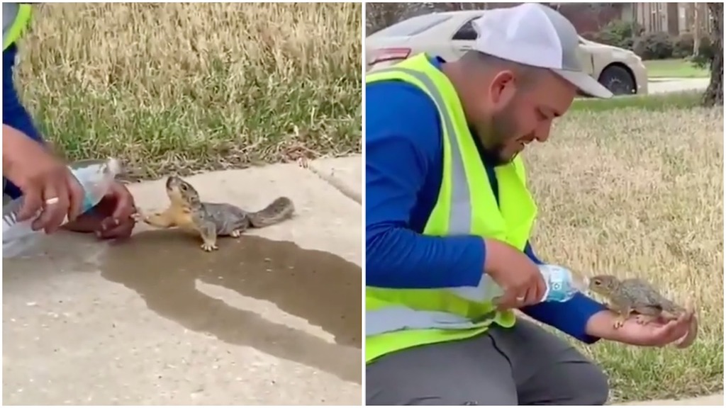 Man Gives Squirrel a Drink From Water Bottle