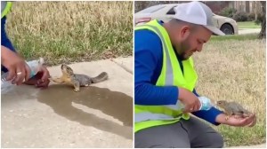Man Gives Squirrel a Drink From Water Bottle