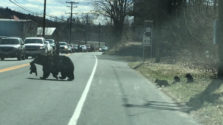Mother Bear Tries to Get Four Cubs Across Busy Street