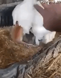 Mother Hen Keeps Litter of Three Kittens Safe From the Elements