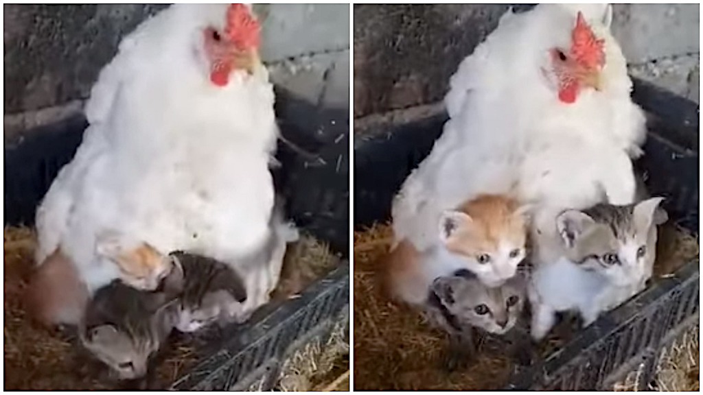 chicken with kittens