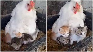 Mother Hen Three Kittens