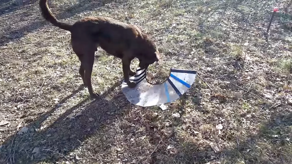 Newly-Neutered-Dog-Attacks-Cone-of-Shame