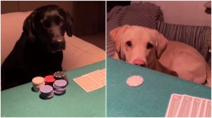 Olive and Mabel Learn Poker