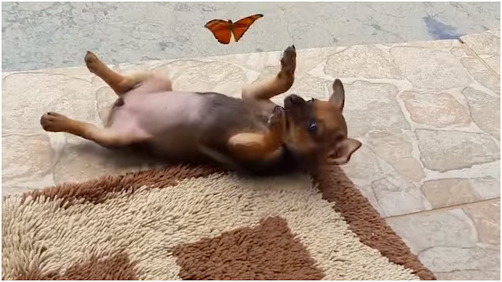 Tiny Puppy Gleefully Plays With a Lively Butterfly