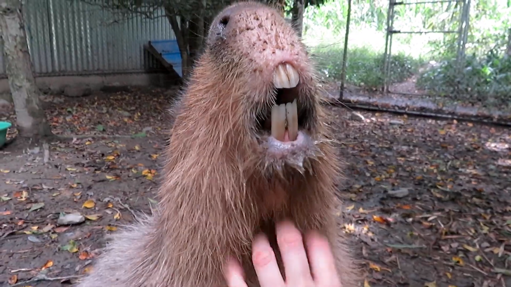 Rescued Capybara Enjoys a Good Scratch