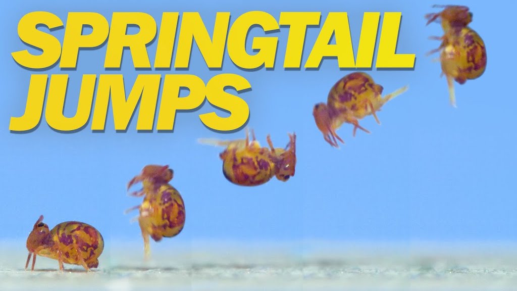 Springtail Jumps