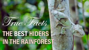 True Facts Best Hiders
