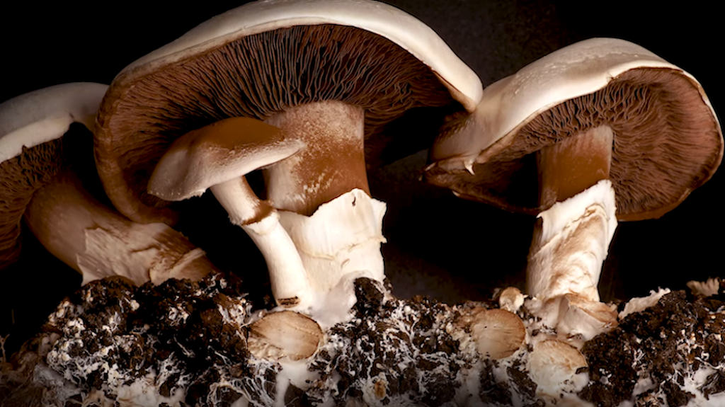 30 Days Mushroom Growth Time Lapse