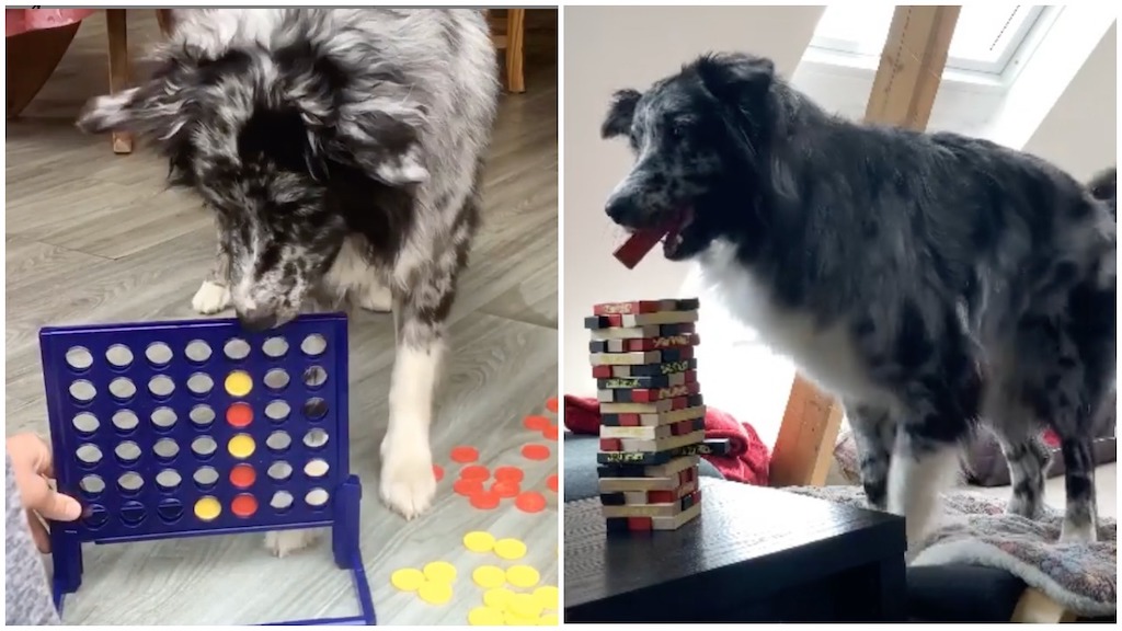 Dog cheap plays jenga