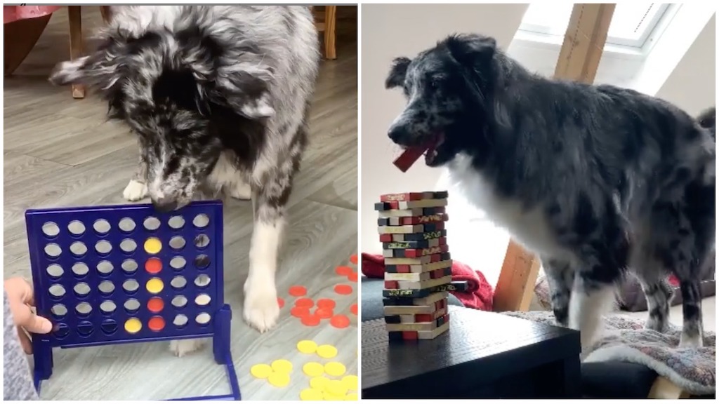 Aussie Plays Connect Four and Jenga With Human