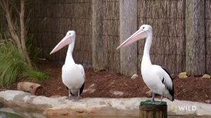 Australian Pelicans Take a Walk