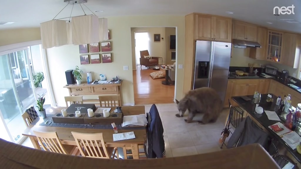 Bear in Mueller Home
