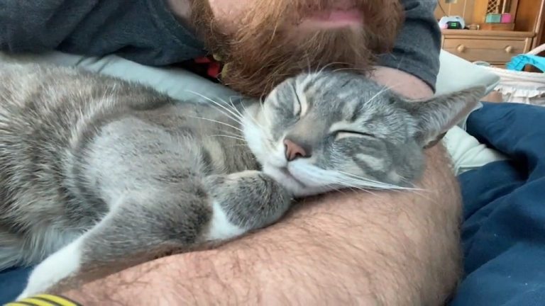 Cat Enjoys Good Head Scratch From Human's Beard