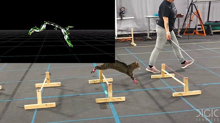 Cats Wearing Sensors Movement