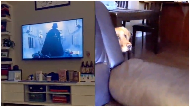 Dog Hides From Darth Vader on TV