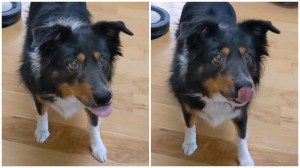 Dog Licks Nose When Squeaky Toy Squeaks