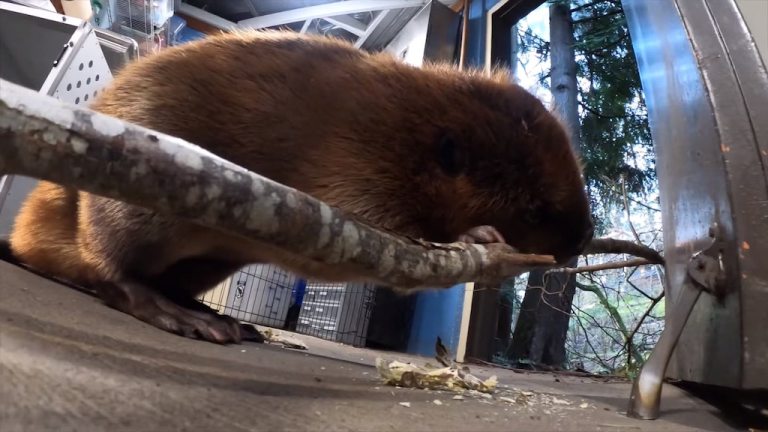 Filbert The Beaver Gnaws of End of Tree Branch